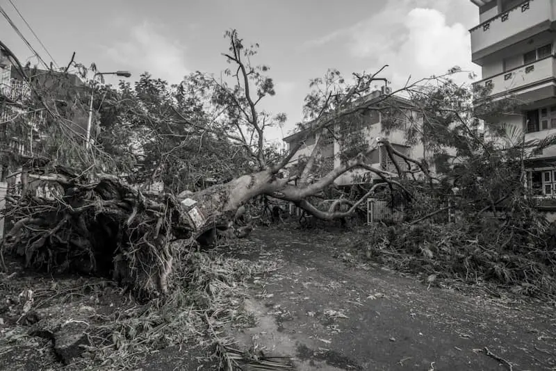 24/7 Emergency Tree Service in Wilson, NC